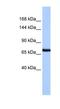 Protocadherin Related 15 antibody, NBP1-60065, Novus Biologicals, Western Blot image 
