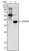 Megakaryocyte-Associated Tyrosine Kinase antibody, MA5-15553, Invitrogen Antibodies, Western Blot image 