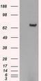 Histone deacetylase 10 antibody, LS-C799290, Lifespan Biosciences, Western Blot image 