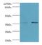 PDZ Binding Kinase antibody, LS-C378275, Lifespan Biosciences, Western Blot image 