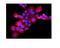 Endothelin Receptor Type B antibody, PB9554, Boster Biological Technology, Immunofluorescence image 