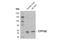 Cytochrome P450 Family 1 Subfamily A Member 2 antibody, 14719S, Cell Signaling Technology, Western Blot image 