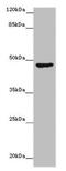 Bone Morphogenetic Protein 2 antibody, A54951-100, Epigentek, Western Blot image 