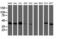Tubulin Folding Cofactor C antibody, M06952-1, Boster Biological Technology, Western Blot image 
