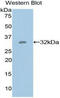 Glucose-6-Phosphate Isomerase antibody, MBS2001868, MyBioSource, Western Blot image 