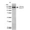 Ankyrin-1 antibody, MA5-27723, Invitrogen Antibodies, Western Blot image 