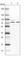 Kelch Repeat And BTB Domain Containing 8 antibody, HPA041285, Atlas Antibodies, Western Blot image 