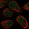 Nudix Hydrolase 21 antibody, NBP2-57491, Novus Biologicals, Immunofluorescence image 