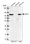 DDX21 antibody, HPA036593, Atlas Antibodies, Western Blot image 