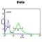 Fibromodulin antibody, abx034291, Abbexa, Western Blot image 