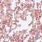 Sushi Repeat Containing Protein X-Linked 2 antibody, 5475, ProSci, Immunohistochemistry frozen image 