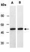Paired Box 2 antibody, orb67121, Biorbyt, Western Blot image 