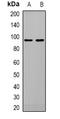 Autophagy Related 9A antibody, orb382582, Biorbyt, Western Blot image 