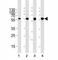 Autophagy Related 5 antibody, F52483-0.4ML, NSJ Bioreagents, Western Blot image 