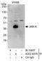 F11 Receptor antibody, A302-891A, Bethyl Labs, Immunoprecipitation image 