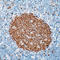 Minichromosome Maintenance Complex Component 7 antibody, LS-C88524, Lifespan Biosciences, Immunohistochemistry frozen image 