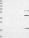 Olfactory Receptor Family 5 Subfamily V Member 1 antibody, NBP2-13709, Novus Biologicals, Western Blot image 