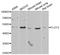 Flotillin 2 antibody, A6590, ABclonal Technology, Western Blot image 