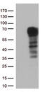 Docking Protein 3 antibody, CF813141, Origene, Western Blot image 