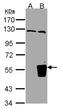 Tripartite Motif Containing 15 antibody, NBP2-20707, Novus Biologicals, Western Blot image 