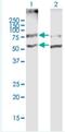 Solute Carrier Family 19 Member 2 antibody, H00010560-B01P-50ug, Novus Biologicals, Western Blot image 