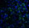 Lymphocyte Antigen 96 antibody, PM-4847, ProSci Inc, Immunofluorescence image 