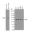 Acetylcholine Receptor antibody, LS-C313301, Lifespan Biosciences, Western Blot image 