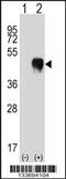 Low affinity immunoglobulin gamma Fc region receptor II-a antibody, 57-224, ProSci, Western Blot image 