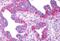 P2Y Receptor Family Member 8 antibody, NLS1921, Novus Biologicals, Immunohistochemistry paraffin image 