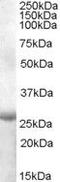 Apolipoprotein B MRNA Editing Enzyme Catalytic Subunit 2 antibody, PA5-18910, Invitrogen Antibodies, Western Blot image 