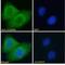 Phospholipase A2 Group IVA antibody, NBP1-52050, Novus Biologicals, Immunocytochemistry image 