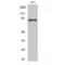 RAD17 Checkpoint Clamp Loader Component antibody, LS-C380884, Lifespan Biosciences, Western Blot image 