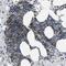Transmembrane And Coiled-Coil Domain Family 2 antibody, PA5-53135, Invitrogen Antibodies, Immunohistochemistry paraffin image 