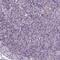 Membrane protein MLC1 antibody, PA5-64327, Invitrogen Antibodies, Immunohistochemistry frozen image 