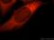 Prostaglandin E Synthase 3 antibody, 15216-1-AP, Proteintech Group, Immunofluorescence image 