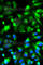 Synaptosome Associated Protein 25 antibody, A0986, ABclonal Technology, Immunofluorescence image 