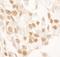 Peptidylprolyl Isomerase G antibody, A302-075A, Bethyl Labs, Immunohistochemistry paraffin image 