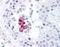 TANK Binding Kinase 1 antibody, GTX12116, GeneTex, Immunohistochemistry paraffin image 