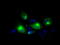 Lipase G, Endothelial Type antibody, TA501058, Origene, Immunofluorescence image 