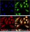 Senataxin antibody, NBP1-94712, Novus Biologicals, Immunofluorescence image 