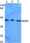 Mesoderm posterior protein 2 antibody, PA5-75751, Invitrogen Antibodies, Western Blot image 