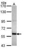 Collagen Type IV Alpha 3 Binding Protein antibody, NBP2-15943, Novus Biologicals, Western Blot image 