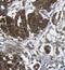 Eukaryotic Translation Initiation Factor 4A2 antibody, FNab02717, FineTest, Immunohistochemistry paraffin image 