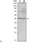 Apolipoprotein A5 antibody, LS-C812498, Lifespan Biosciences, Western Blot image 