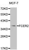 Fc Fragment Of IgE Receptor II antibody, LS-C331726, Lifespan Biosciences, Western Blot image 