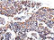 Aldose reductase antibody, CSB-PA825868, Cusabio, Immunohistochemistry paraffin image 
