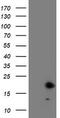 Frataxin antibody, TA504256, Origene, Western Blot image 