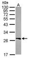 UDP-Glucuronate Decarboxylase 1 antibody, PA5-31629, Invitrogen Antibodies, Western Blot image 
