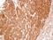 Eukaryotic Translation Termination Factor 1 antibody, PA5-28777, Invitrogen Antibodies, Immunohistochemistry frozen image 