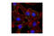Integrin Subunit Beta 5 antibody, 4708S, Cell Signaling Technology, Immunocytochemistry image 